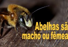 Videocast #2 – Abelhas são macho ou fêmea? Abelhas são macho ou fêmea?