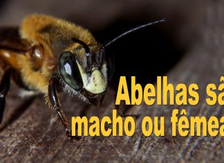 Videocast #2 – Abelhas são macho ou fêmea? Abelhas são macho ou fêmea?