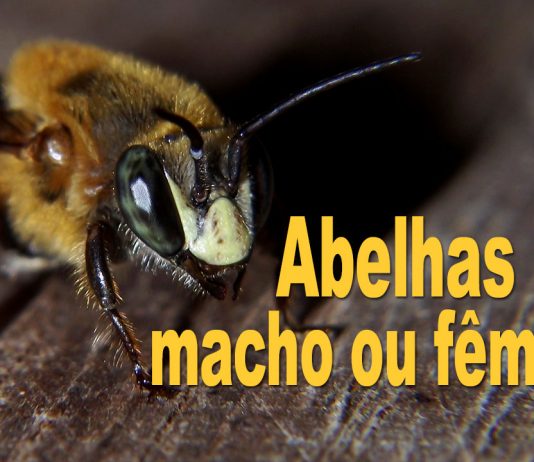 Videocast #2 – Abelhas são macho ou fêmea? Abelhas são macho ou fêmea?