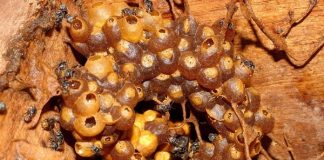 Rainhas de abelhas sem ferrão controlam reprodução de operárias sem castração