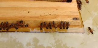 Apimondia 2017 – Nutrição