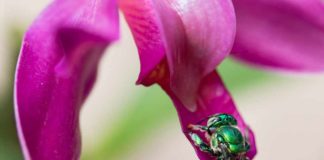 Cientistas publicam o primeiro mapa global com 20 mil espécies de abelhas