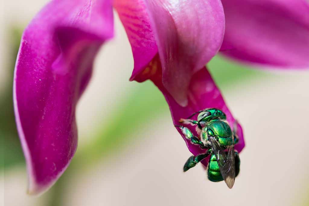 Conheça um pouco mais sobre as abelhas de orquídeas - A.B.E.L.H.A.