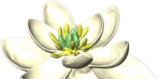 Flores modernas derivaram de um único ancestral