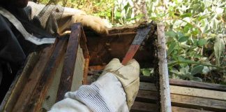 Própolis faz bem mesmo? Veja o que a ciência tem a dizer