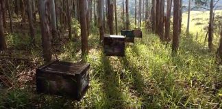 10 dicas para manejo de apiários