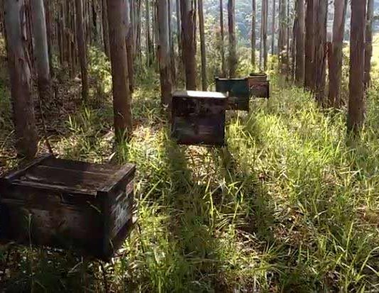 10 dicas para manejo de apiários