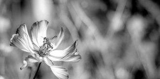 Mudanças climáticas ameaçam sobrevivência das abelhas