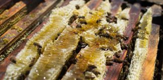 Mel gera oportunidade de renda a produtores de Araguari (MG)