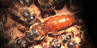 Saiba a importância das abelhas rainhas nas colmeias