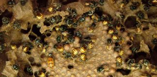 Pesquisadores brasileiros analisam a comunidade de vírus em colônias de abelhas sem ferrão