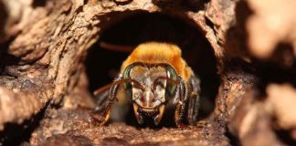 Saiba mais sobre a Chamada Pública para estudos sobre polinizadores