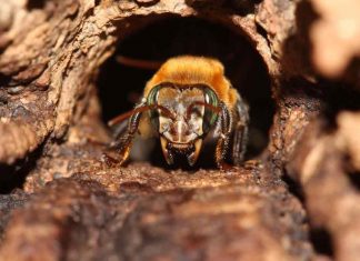 Padronização de método de criação in vitro de abelhas sem ferrão