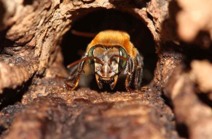 Padronização de método de criação in vitro de abelhas sem ferrão