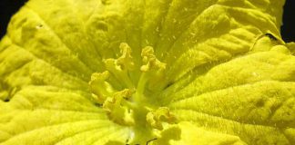 A.B.E.L.H.A. participa do XXVIII Congresso Brasileiro de Entomologia