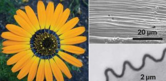 Flores projetam halos de luz azul para atrair abelhas