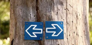 Abelhas podem ser “destras” ou “canhotas”