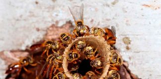 A.B.E.L.H.A. lança nova plataforma sobre abelhas sem ferrão no Brasil