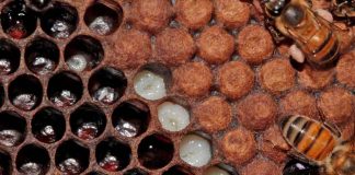 Geleia real pode ter a chave para combater doenças degenerativas