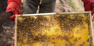 I Encontro de Apicultores e Meliponicultores de Bragança Paulista
