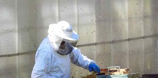 Seagro Tocantins participa de ciclo de palestras sobre abelhas