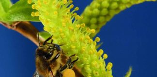 ONU declara 20 de maio Dia Mundial das Abelhas