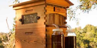 Crowdfunding no mundo das abelhas