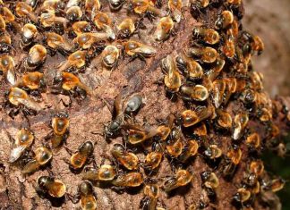 Genômica da paisagem da abelha jandaíra