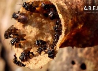 Videocast #4 – As guardiãs As guardiãs