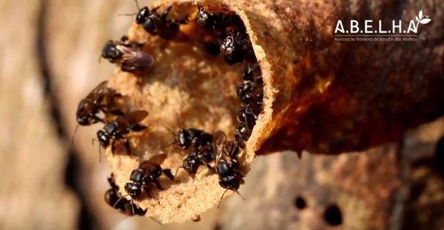 Videocast #4 – As guardiãs As guardiãs