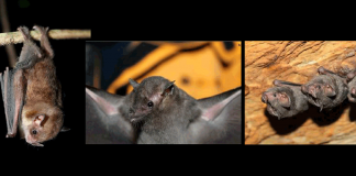 Estudo aborda os efeitos das mudanças climáticas sobre morcegos na Amazônia Oriental