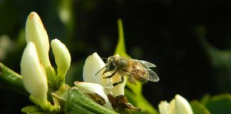 Mais abelhas podem aumentar a rentabilidade na cultura do café em até 30% Mais abelhas na cultura do café elevam a rentabilidade em até 30%