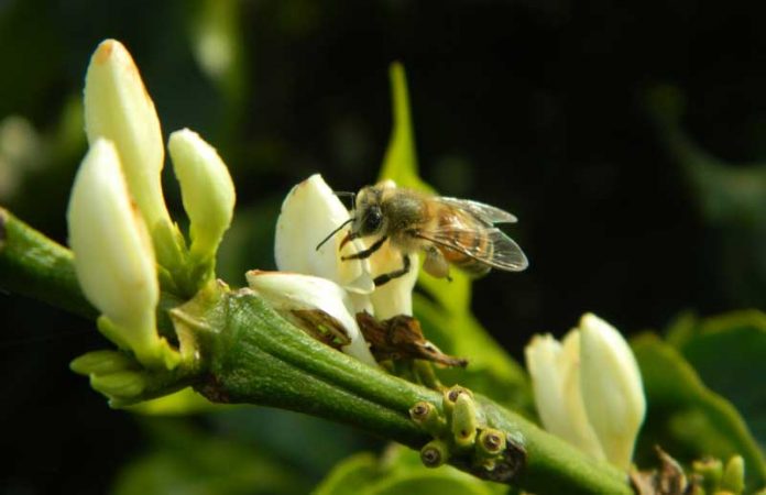 Mais abelhas na cultura do café elevam a rentabilidade em até 30%