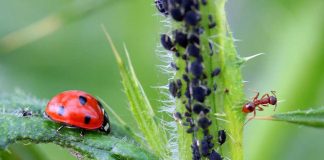 App da Embrapa identifica insetos inimigos de pragas agrícolas App da Embrapa identifica insetos inimigos de pragas agrícolas
