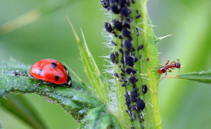 App da Embrapa identifica insetos inimigos de pragas agrícolas