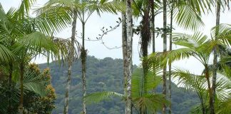 Projeto no ES vai recuperar mata nativa para proteger as abelhas Projeto no ES vai recuperar mata nativa para proteger as abelhas