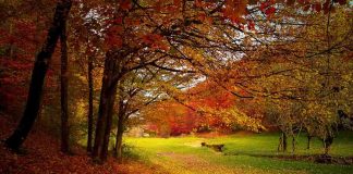 Já é outono!
