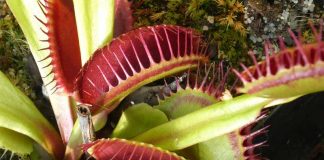 Planta carnívora poupa polinizadores de virarem refeição Planta carnívora poupa polinizadores de virarem refeição