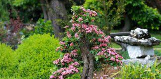 Japão destinou mais de R$ 72 milhões à conservação das abelhas em 2017