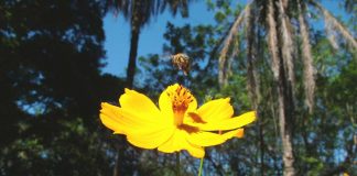 Dia da Biodiversidade – Mais informação e ciência para ajudar as abelhas e o planeta Dia da Biodiversidade | informação e ciência para ajudar as abelhas e o planeta