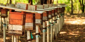 Instituto Peabiru realizará simpósio sobre abelhas sem ferrão