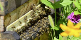 Filapi 2018 – Congresso no Uruguai debate a apicultura sustentável