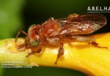 Videocast #5 – Como as abelhas fazem o mel?