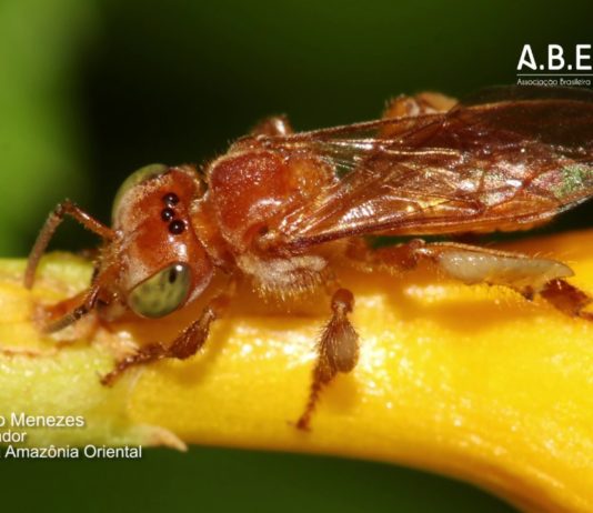 Videocast #5 – Como as abelhas fazem o mel?