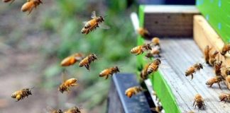 Colmeias inteligentes ajudam na conservação de abelhas