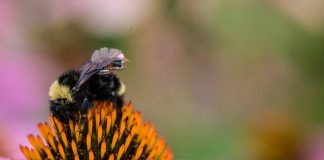 Zangões equipados com sensores monitoram umidade e temperatura das lavouras