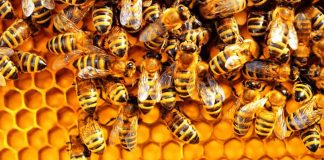 Pesquisadores desenvolvem “vacina” para abelhas