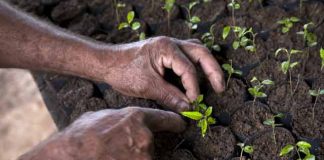 Projeto quer plantar 1 bilhão de árvores no Brasil até 2030