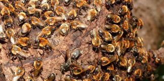 Unesp Rio Claro e UFSCar realizam evento sobre toxicidade em abelhas sem ferrão