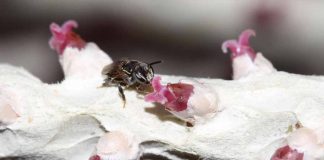 BPBES/REBIPP – Maior parte dos cultivos agrícolas do País depende de polinizadores